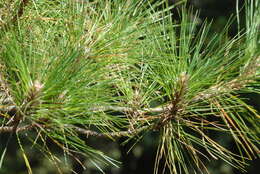 Image de Pinus taiwanensis Hayata
