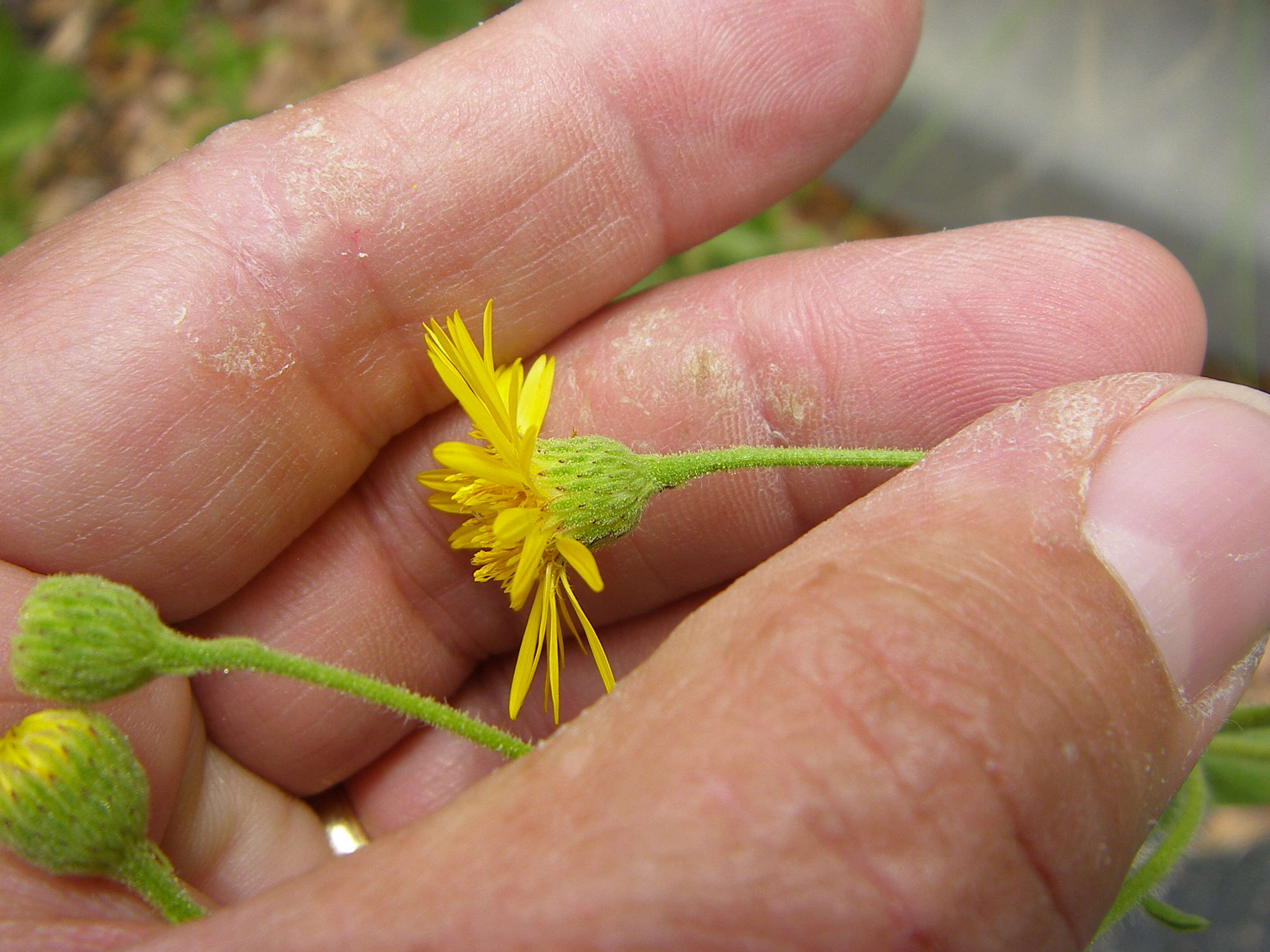 Image of false goldenaster