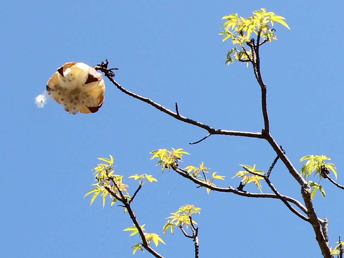 Image of cochlospermum