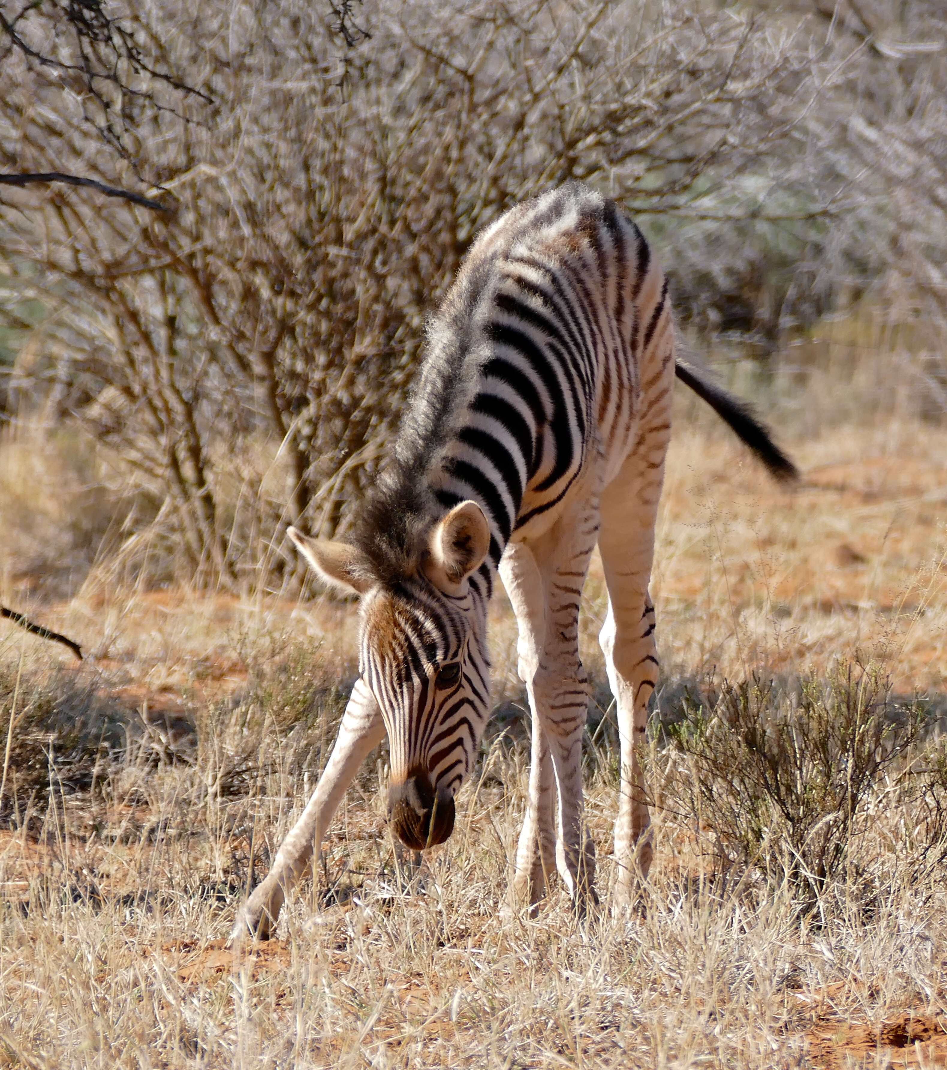 Image of Burchell's Zebra