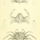 Image of Philyra rectangularis Miers 1884