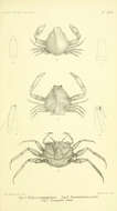Слика од Leucosioidea Samouelle 1819