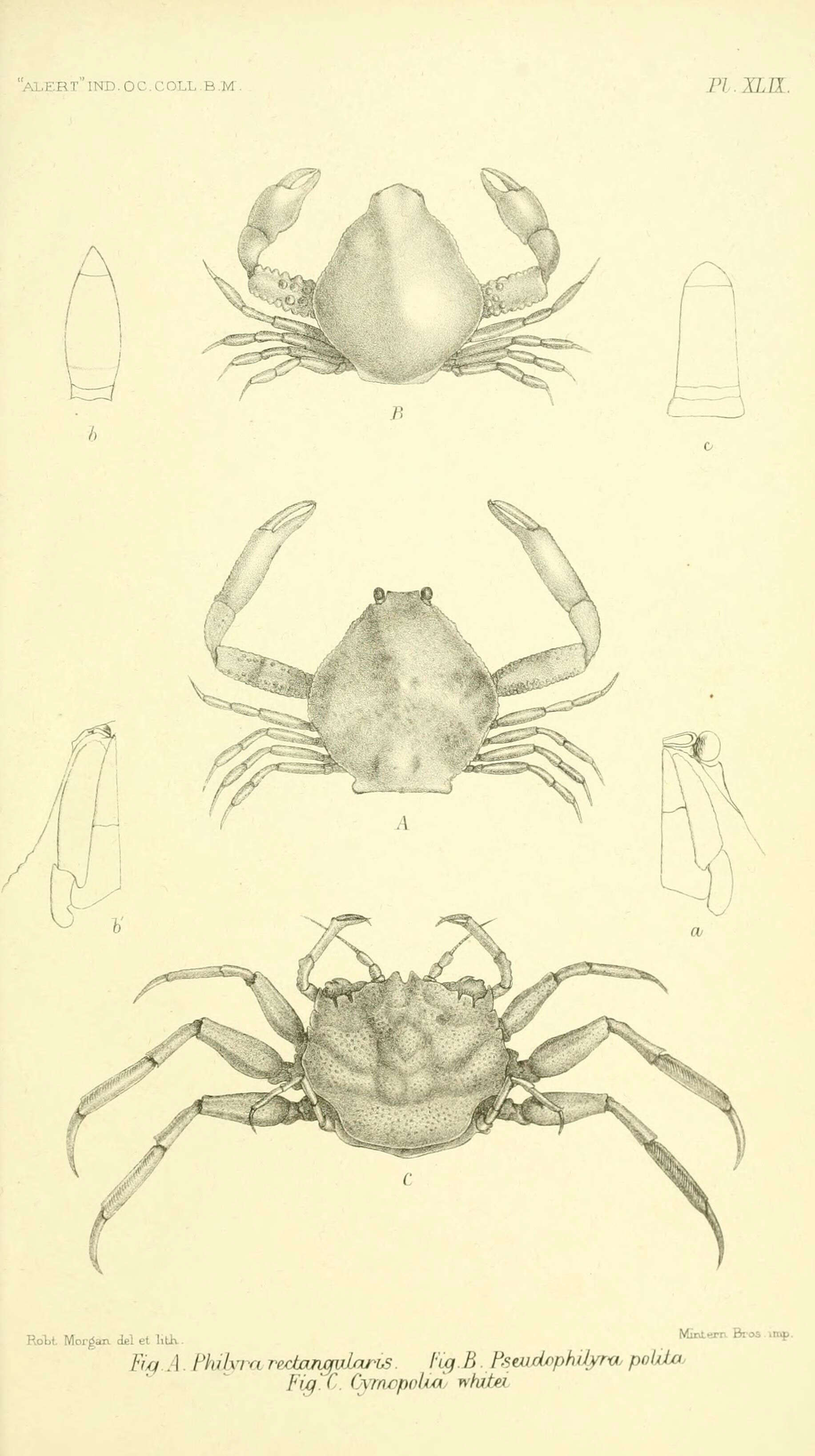 Image of Philyra rectangularis Miers 1884