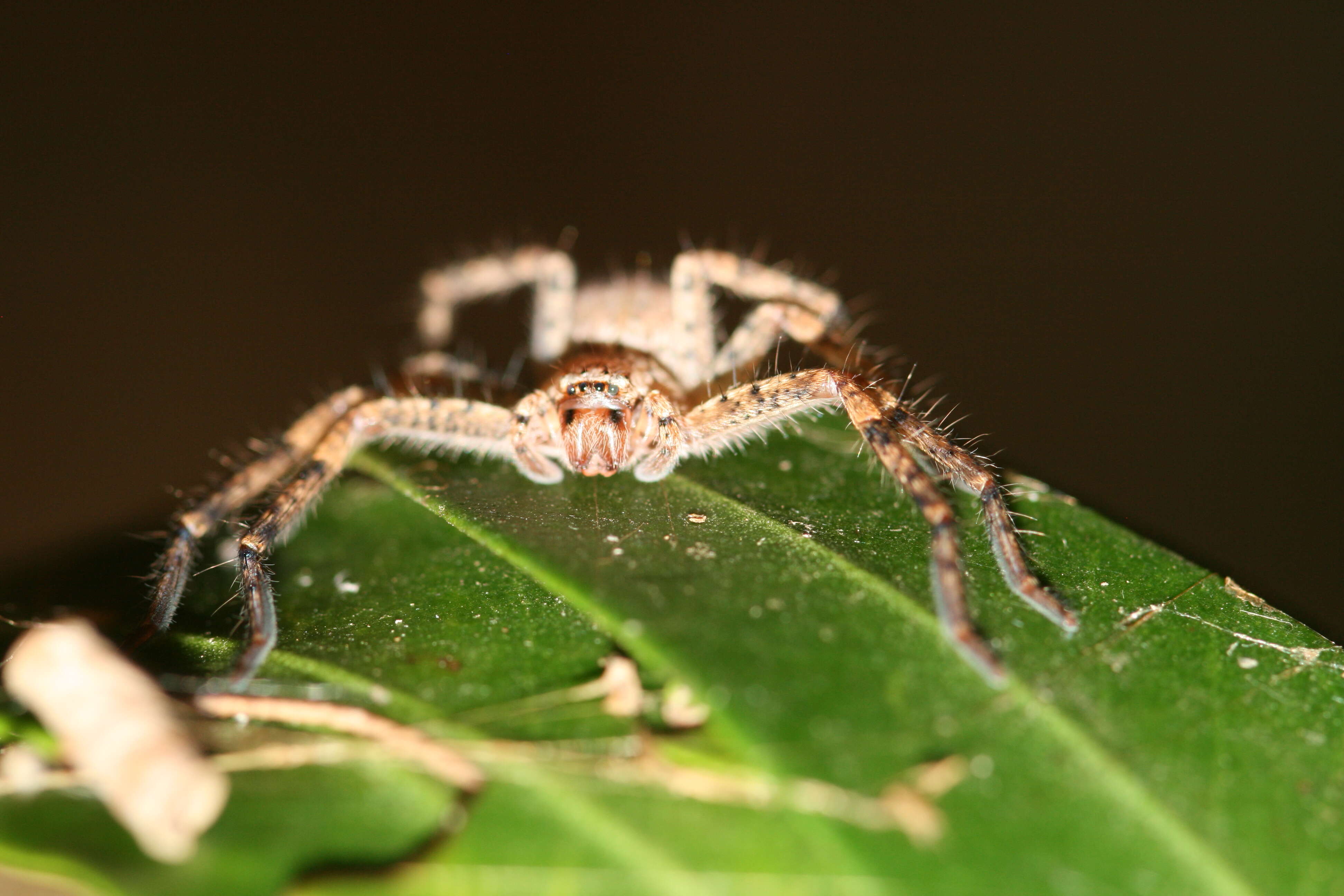 Image of Isopedella flavida (L. Koch 1875)