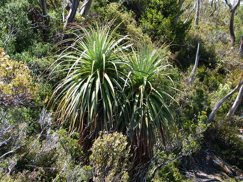 Sivun Richea kuva