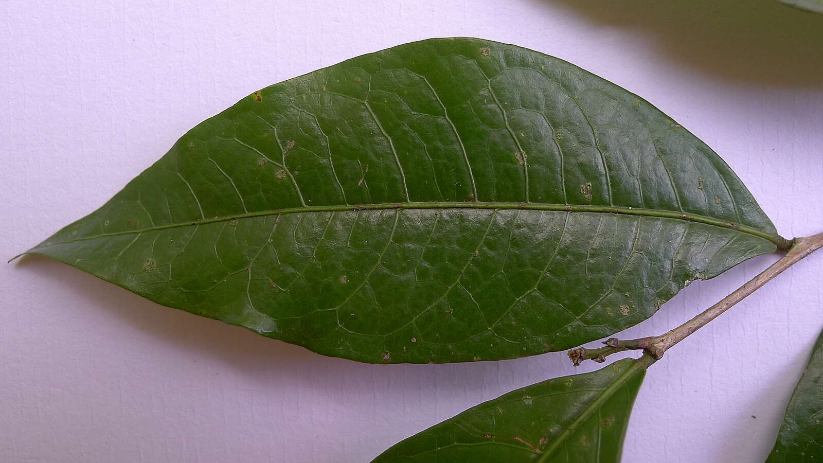 Image of Phyllanthus gradyi M. J. Silva & M. F. Sales