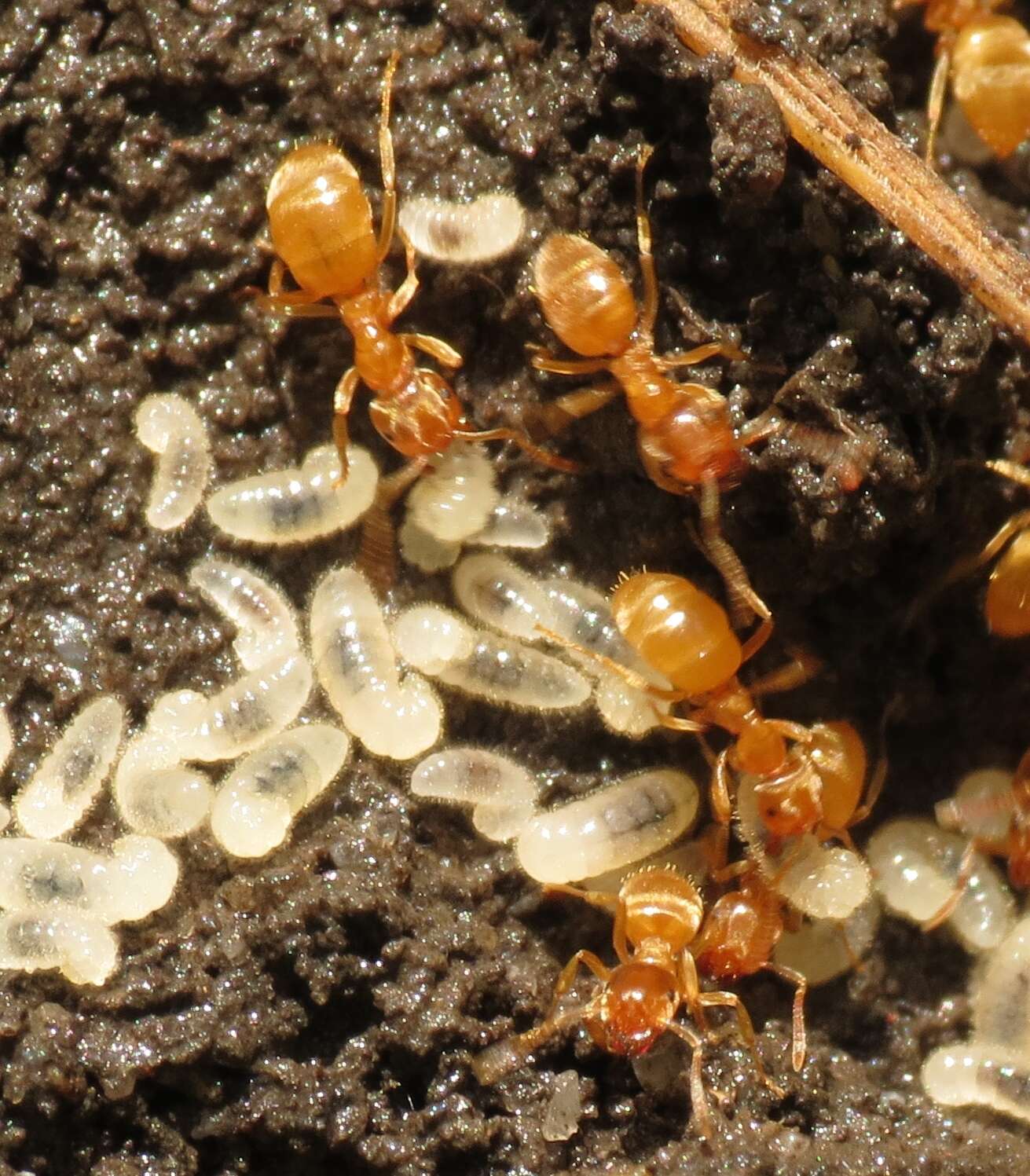 Image de Lasius