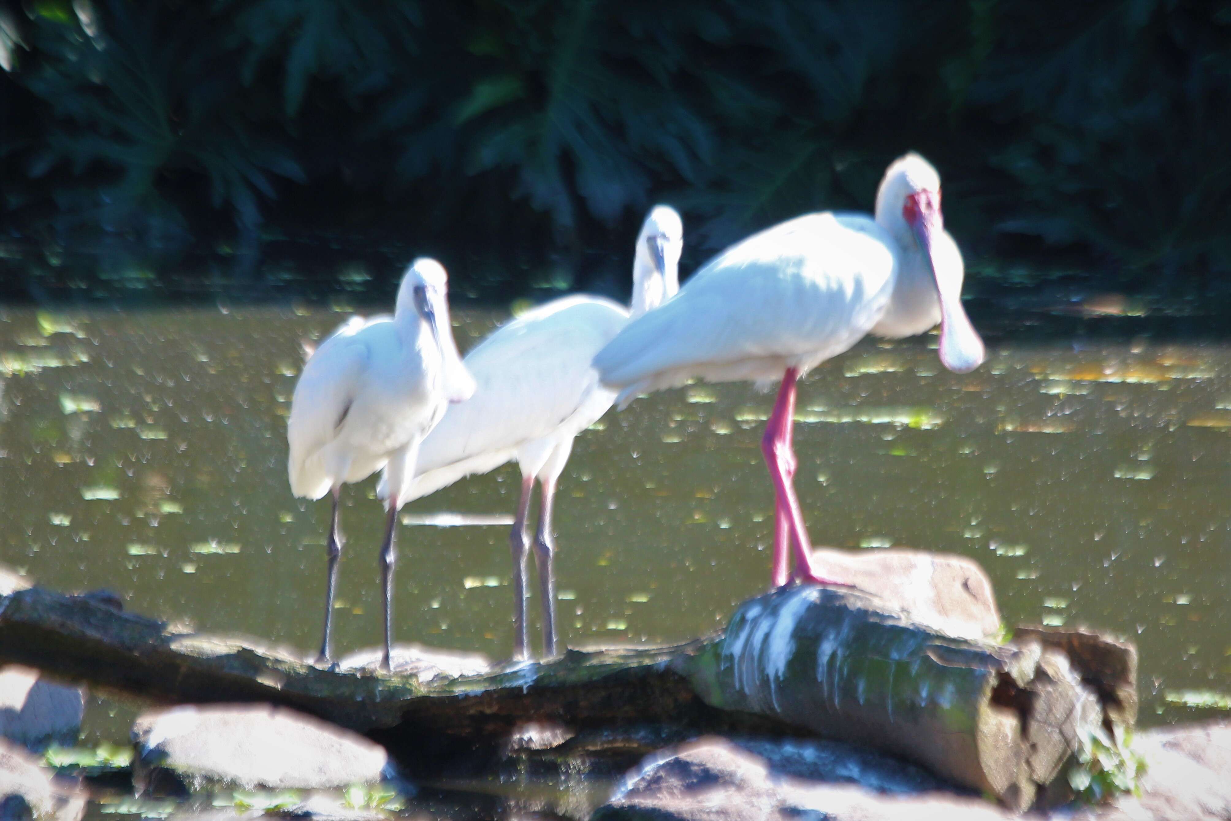 Image of Platalea Linnaeus 1758