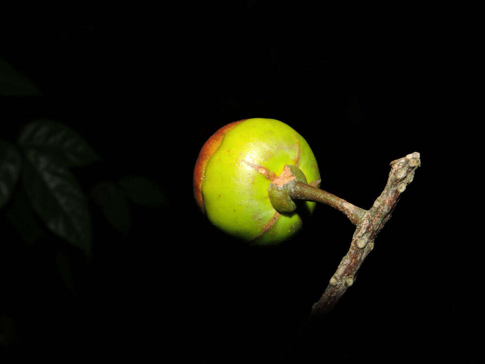 Image of Anthodiscus chocoensis Prance