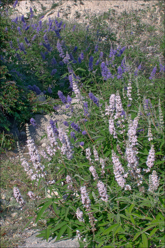 Image of Chaste-tree