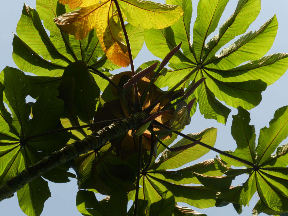 Cecropia obtusifolia Bertol.的圖片