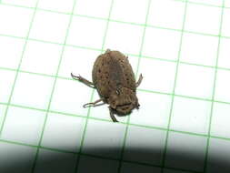 Image of hide beetle