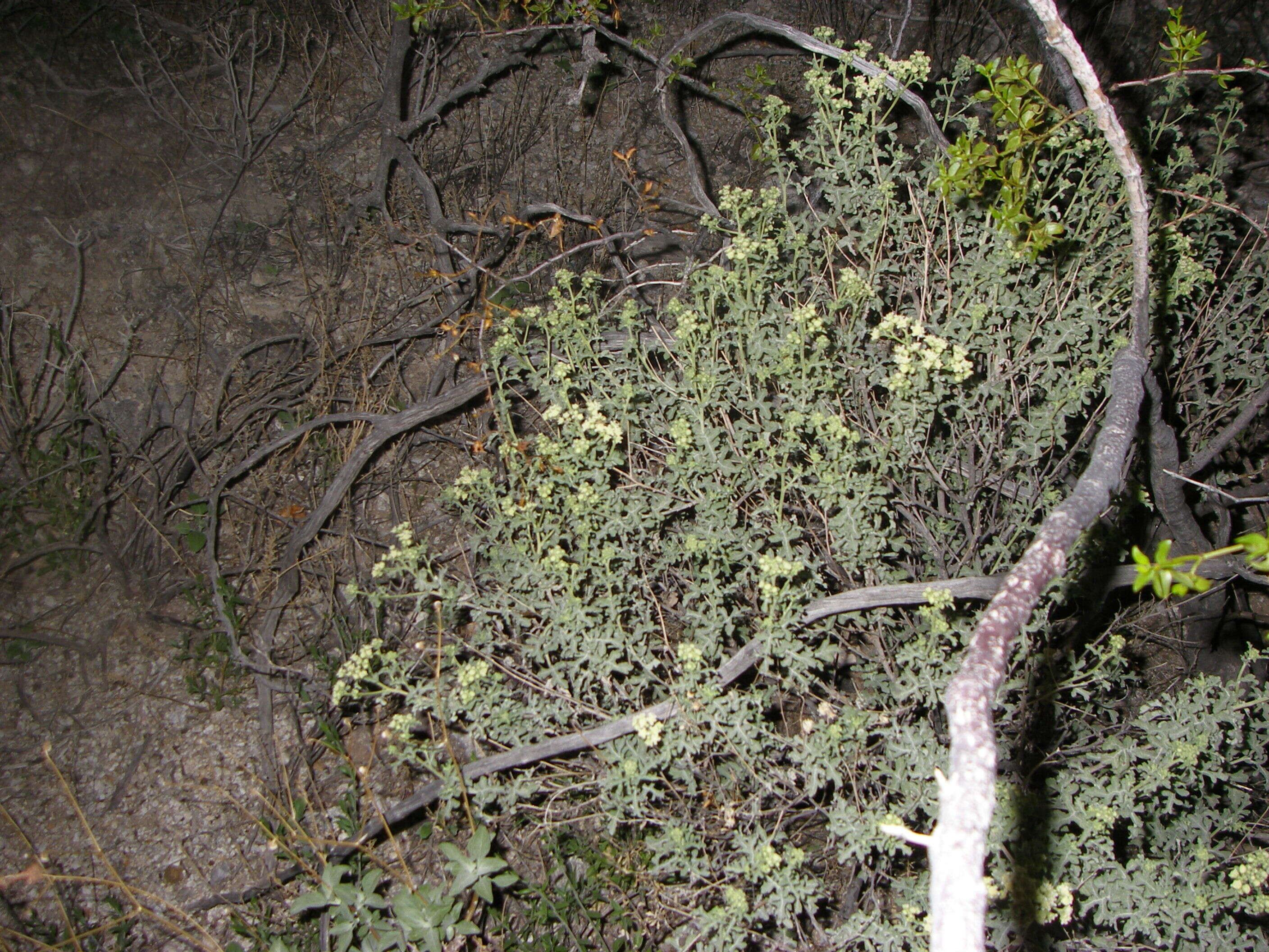 Image of feverfew