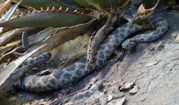 Image of Northern Pacific Rattlesnake