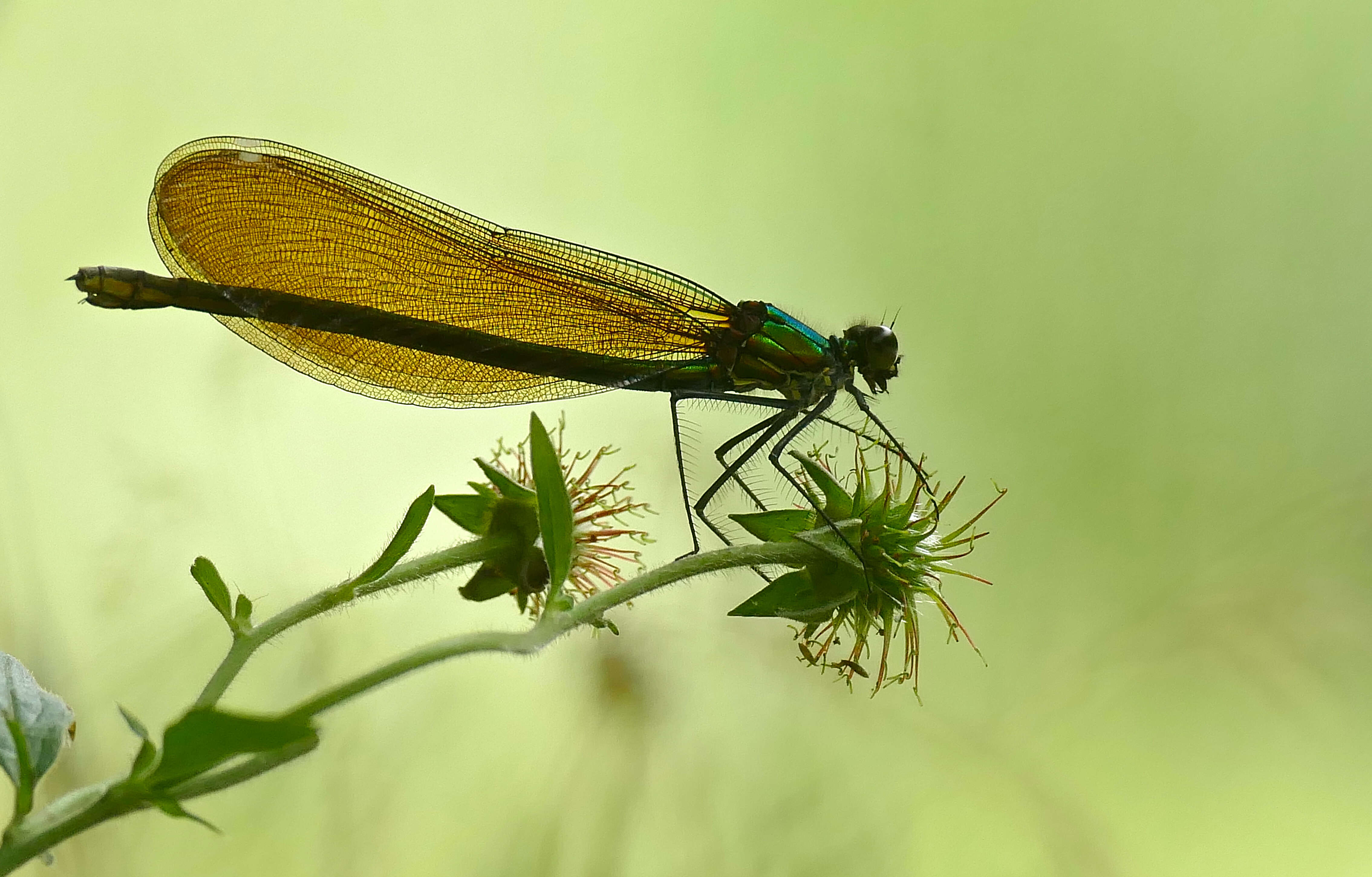 Image of Jewelwings