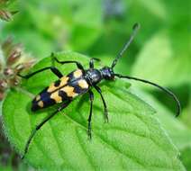 Image of Leptura