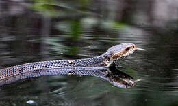 Image of Cottonmouth