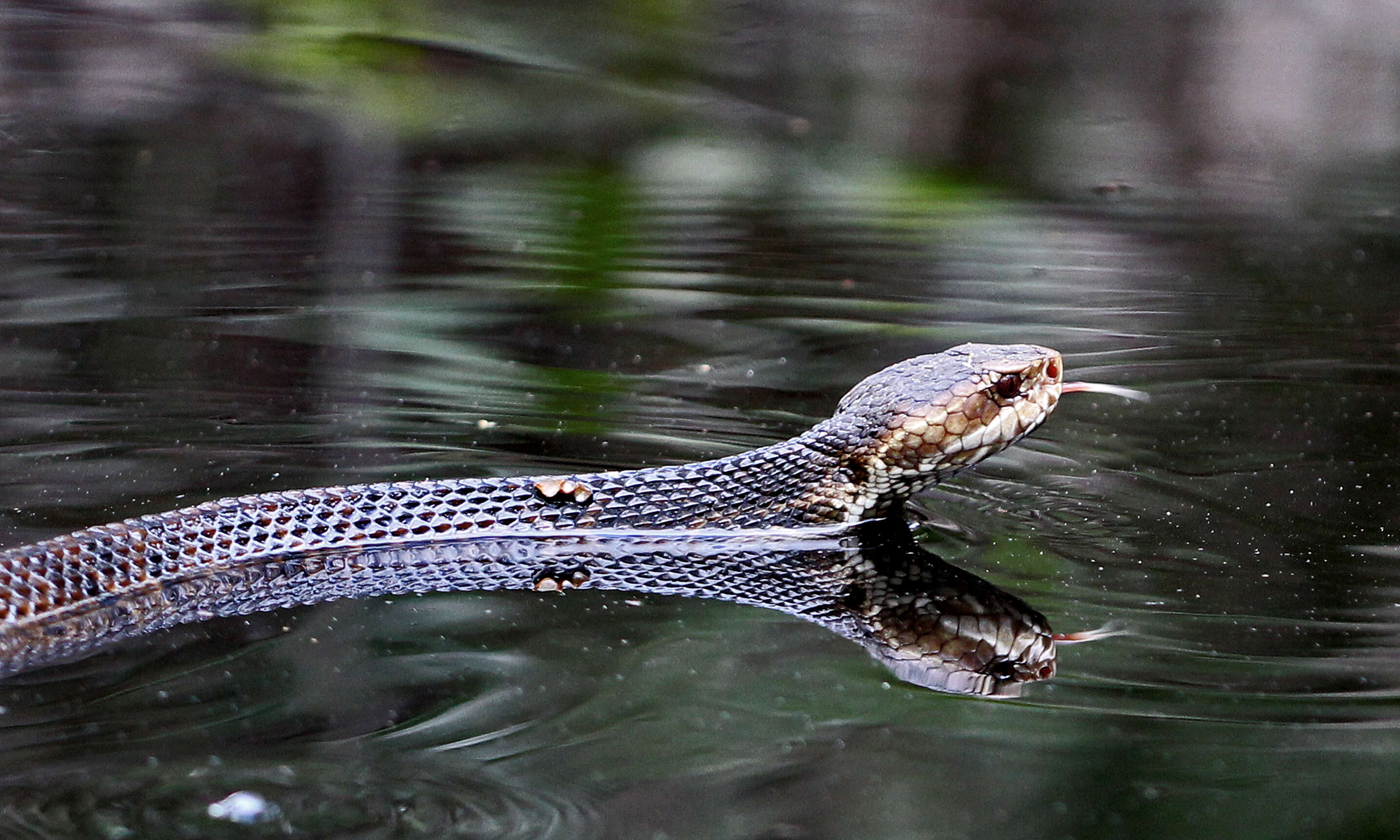 Image of Cottonmouth