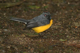 Image of Slate-throated Whitestart