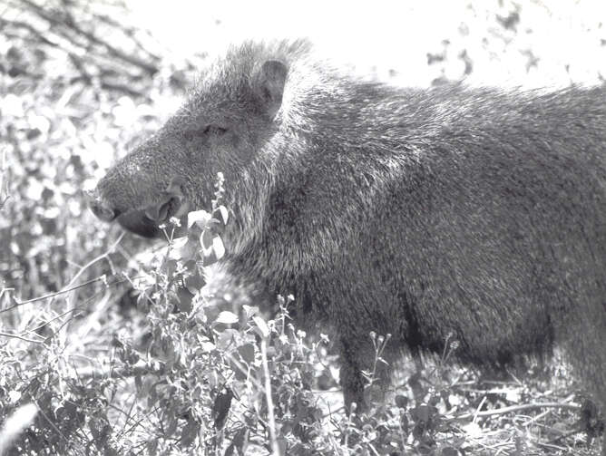 Image of Catagonus Ameghino 1904