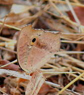 Image of Buckeyes