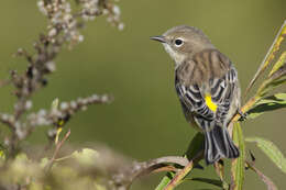 Image of Myrtle Warbler