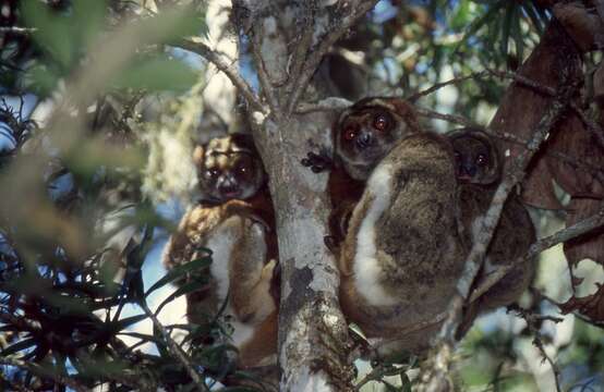 Image of Woolly Lemur