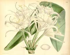 Image of Hymenocallis macrostephana Baker