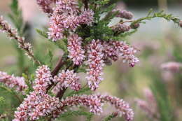 Image of Myricaria bracteata Royle