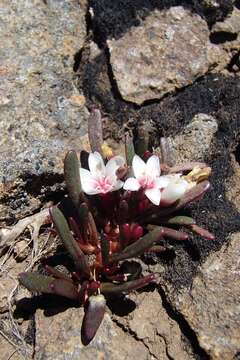 Montia australasica (Hook. fil.) Pax & K. Hoffm. resmi