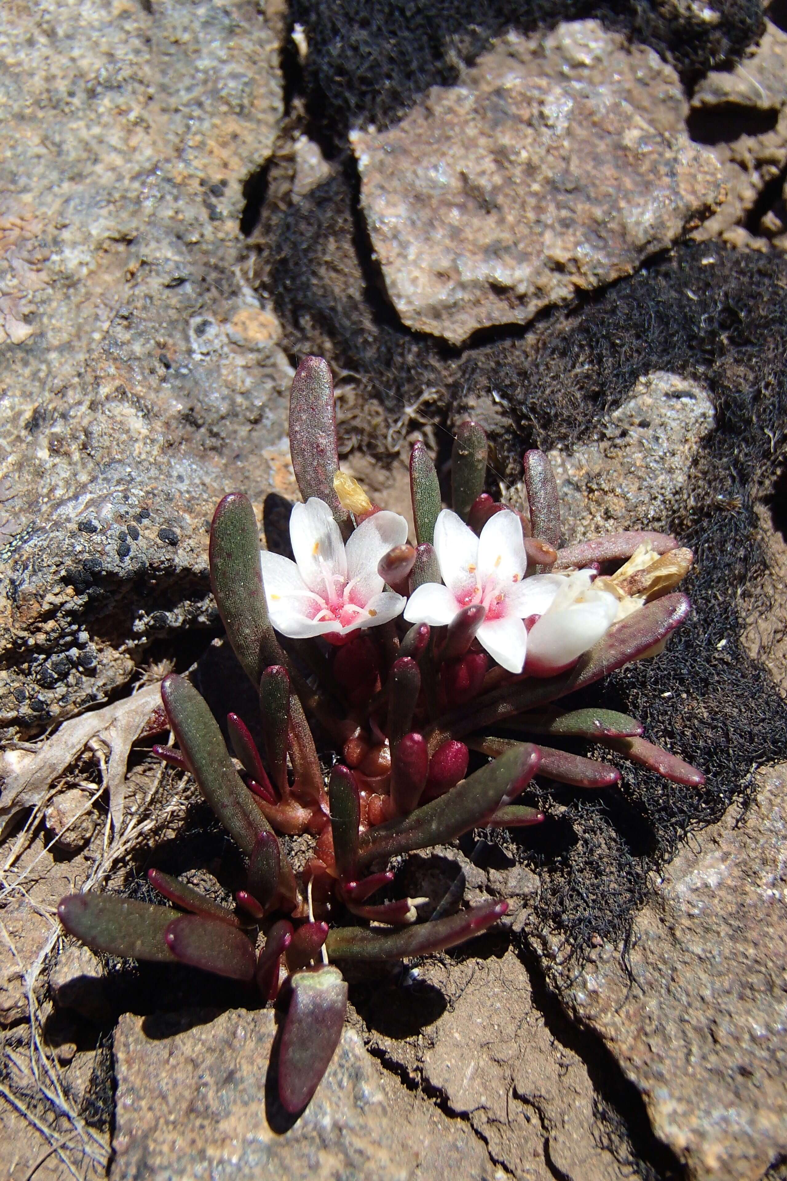 Image of Montia australasica (Hook. fil.) Pax & K. Hoffm.