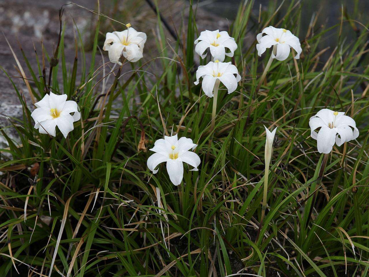 Слика од Vellozia tubiflora (A. Rich.) Kunth