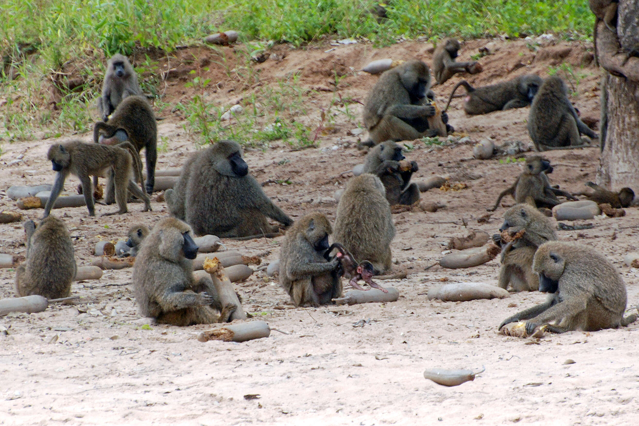 Image of Baboon