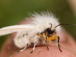 Image of Spilosoma Curtis 1825