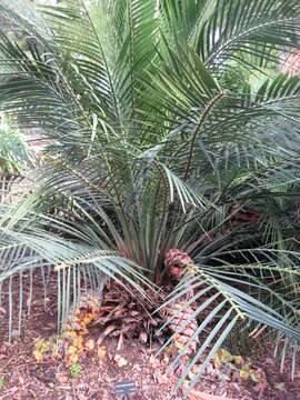 Image of Zamia ferns