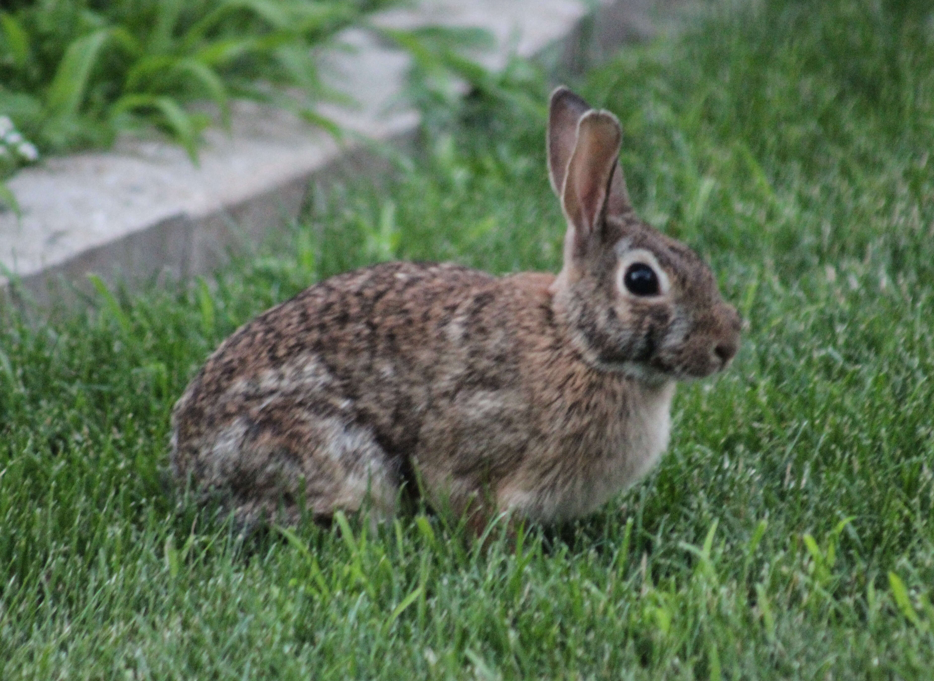 Image of Cottontail rabbit