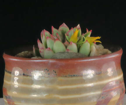 Image of Echeveria pulidonis Walther