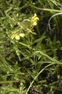 Image of fourflower yellow loosestrife