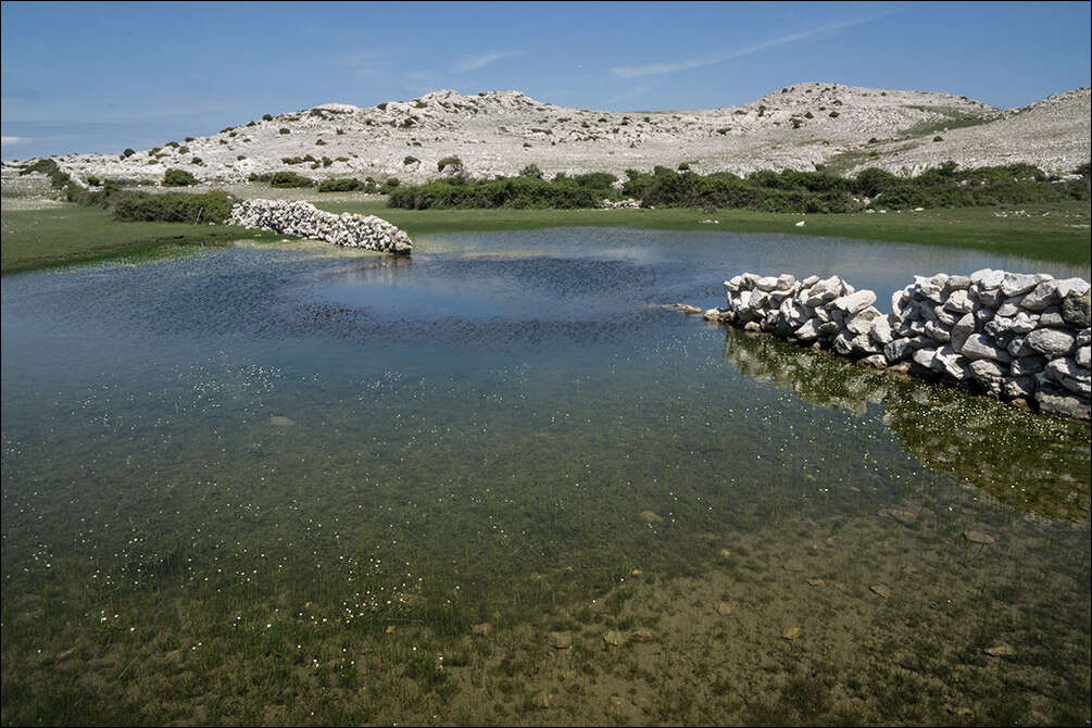Image of Pond Water-crowfoot