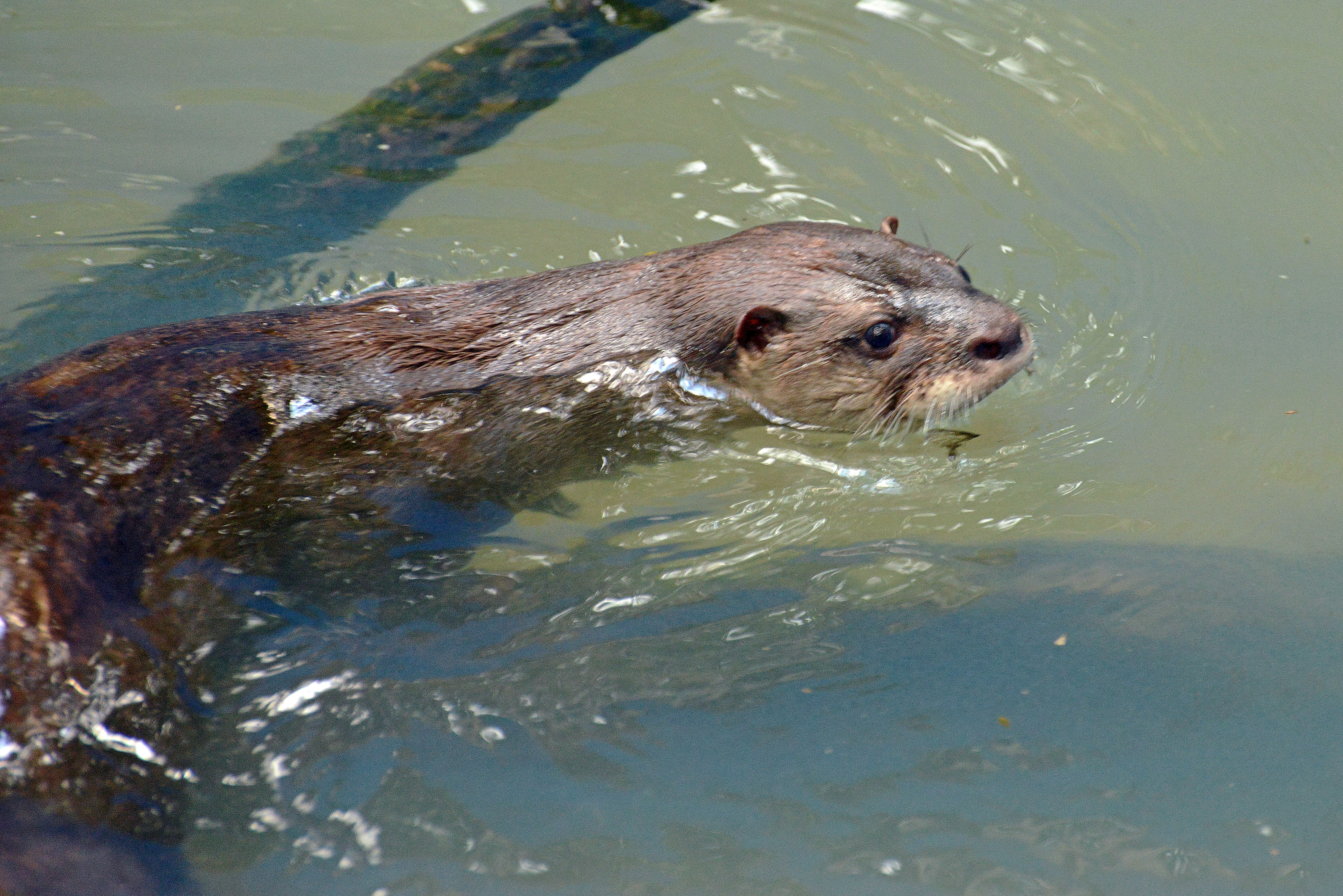 Image of giant otter