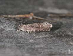 Image of Moth