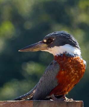 Image of Ringed Kingfisher