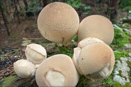 Imagem de Lycoperdon pyriforme Schaeff. 1774