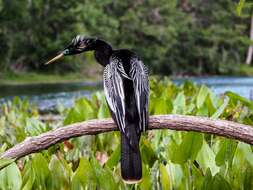 Image de Anhinga d'Amérique