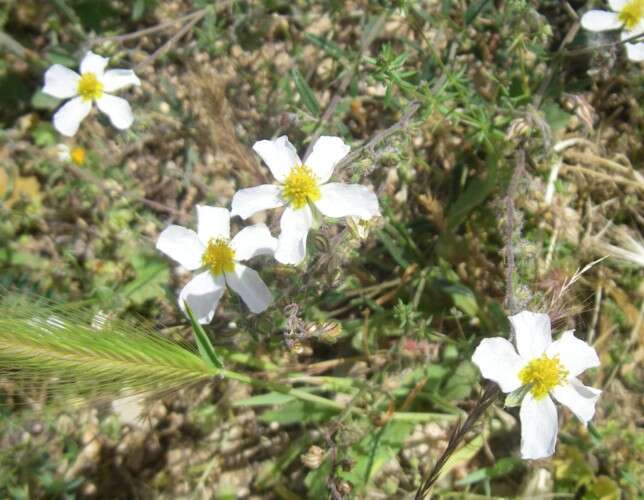 Image of Helianthemum asperum Dunal