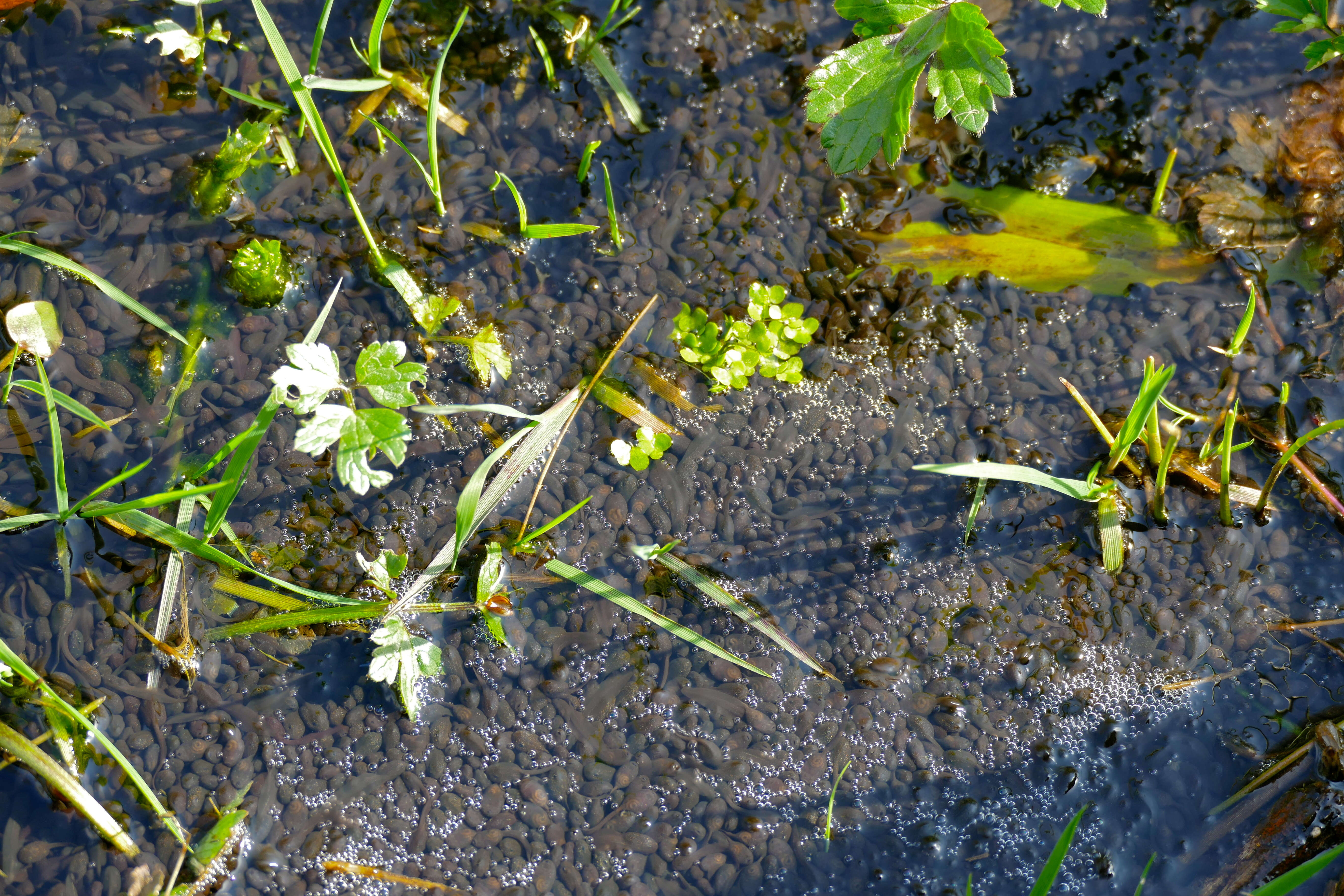 Image of Nile Valley Toad