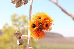 Image of Eucalyptus miniata A. Cunn. ex Schau.