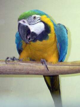 Image of Blue-and-yellow Macaw