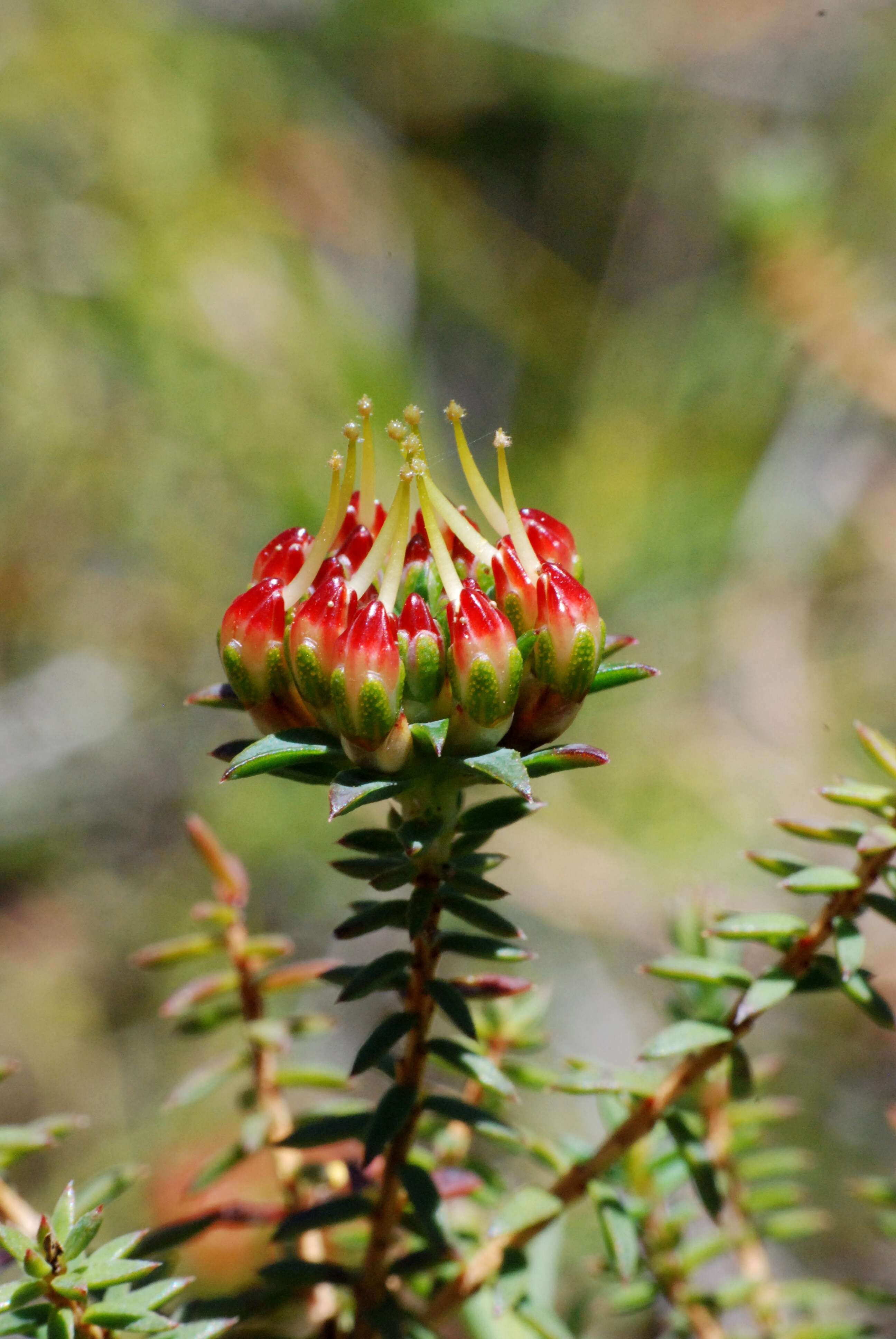 Image of Darwinia hortiorum K. R. Thiele