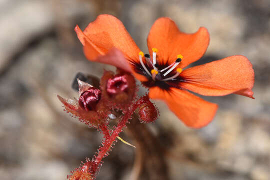 Image of Drosera platystigma Lehm.